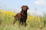 LABRADOR 389